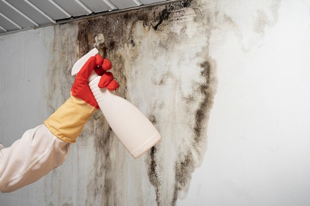 mold removal Santa ana